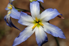 Leucocoryne coquimbensis