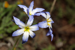 Leucocoryne coquimbensis