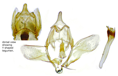 Donacaula dispersellus