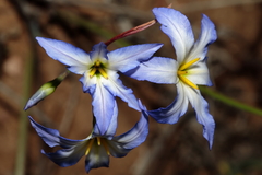 Leucocoryne coquimbensis