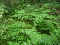 Dryopteris expansa