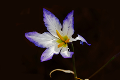 Leucocoryne coquimbensis