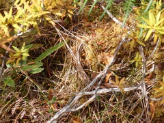 Oligosoma notosaurus