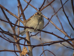 Passer domesticus