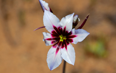 Leucocoryne purpurea