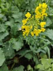 Brassica ruvo