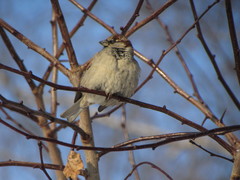 Passer domesticus