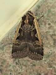 Parabagrotis exsertistigma