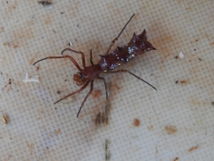 Micrathena swainsoni