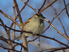 Passer domesticus