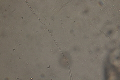 Oscillatoria redekei