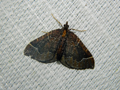 Eulithis flavibrunneata