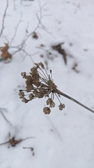 Allium decipiens quercetorum