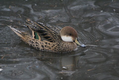 Anas bahamensis × georgica