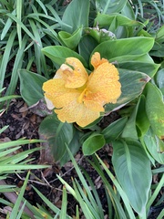 Canna flaccida