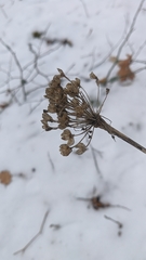 Allium decipiens quercetorum