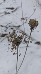 Allium decipiens quercetorum