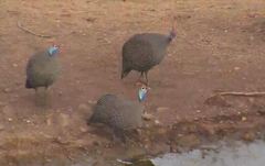 Numida meleagris mitratus