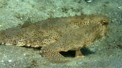 Ogcocephalus cubifrons