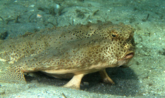 Ogcocephalus cubifrons