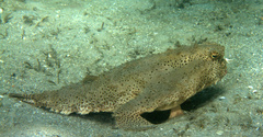 Ogcocephalus cubifrons