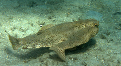 Ogcocephalus cubifrons