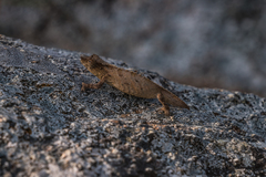 Rhampholeon platyceps