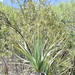 Prionium serratum - Photo (c) José Ignacio Márquez Corro,  זכויות יוצרים חלקיות (CC BY-NC), uploaded by José Ignacio Márquez Corro