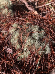 Cladonia evansii