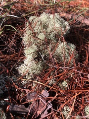 Cladonia evansii