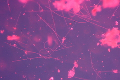 Oscillatoria redekei