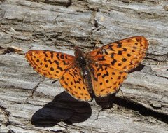 Boloria epithore
