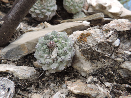 Strombocactus disciformis