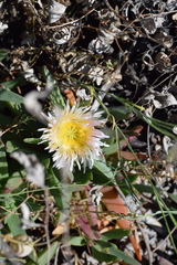 Carpobrotus edulis parviflorus