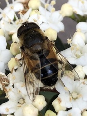 Eristalis similis