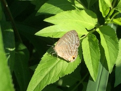 Jamides alecto alocina