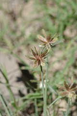 Cyperus rubicundus