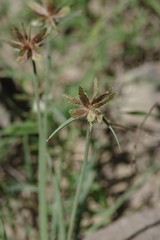 Cyperus rubicundus