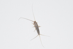 Ctenolepisma lineatum