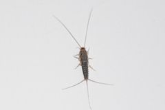 Ctenolepisma lineatum