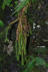 Phlegmariurus verticillatus