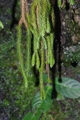 Phlegmariurus verticillatus