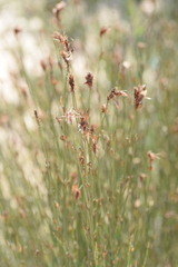 Willdenowia incurvata