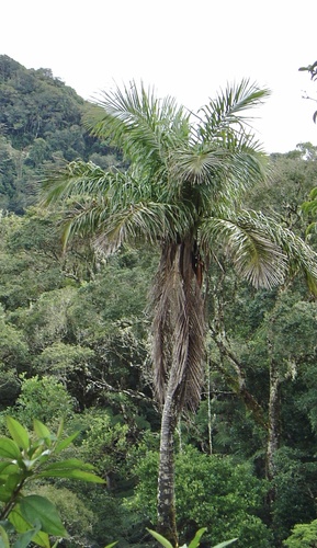 Ceroxylon pityrophyllum, photograph 6