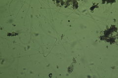 Oscillatoria redekei