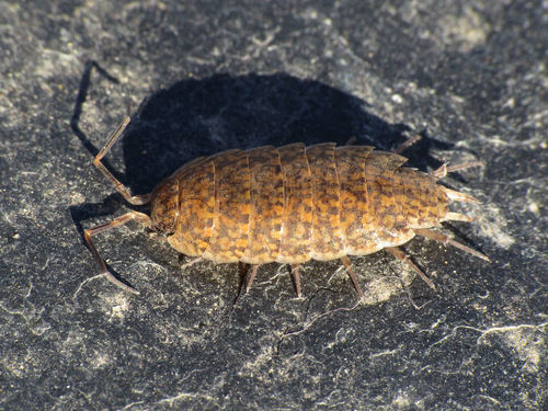 Representative image of Porcellionides fuscomarmoratus