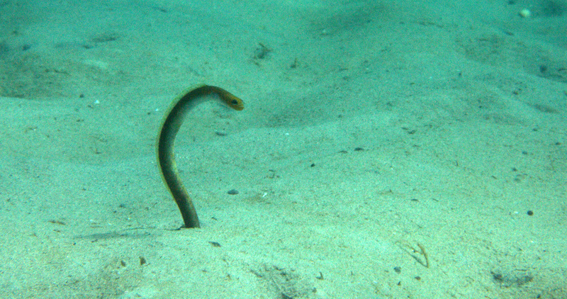 Yellow garden eel (Heteroconger luteolus) — Congridae