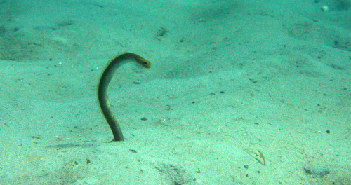 Yellow garden eel (Heteroconger luteolus) — Congridae