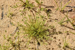 Isolepis hystrix