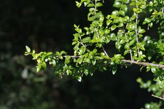 Canthium spinosum